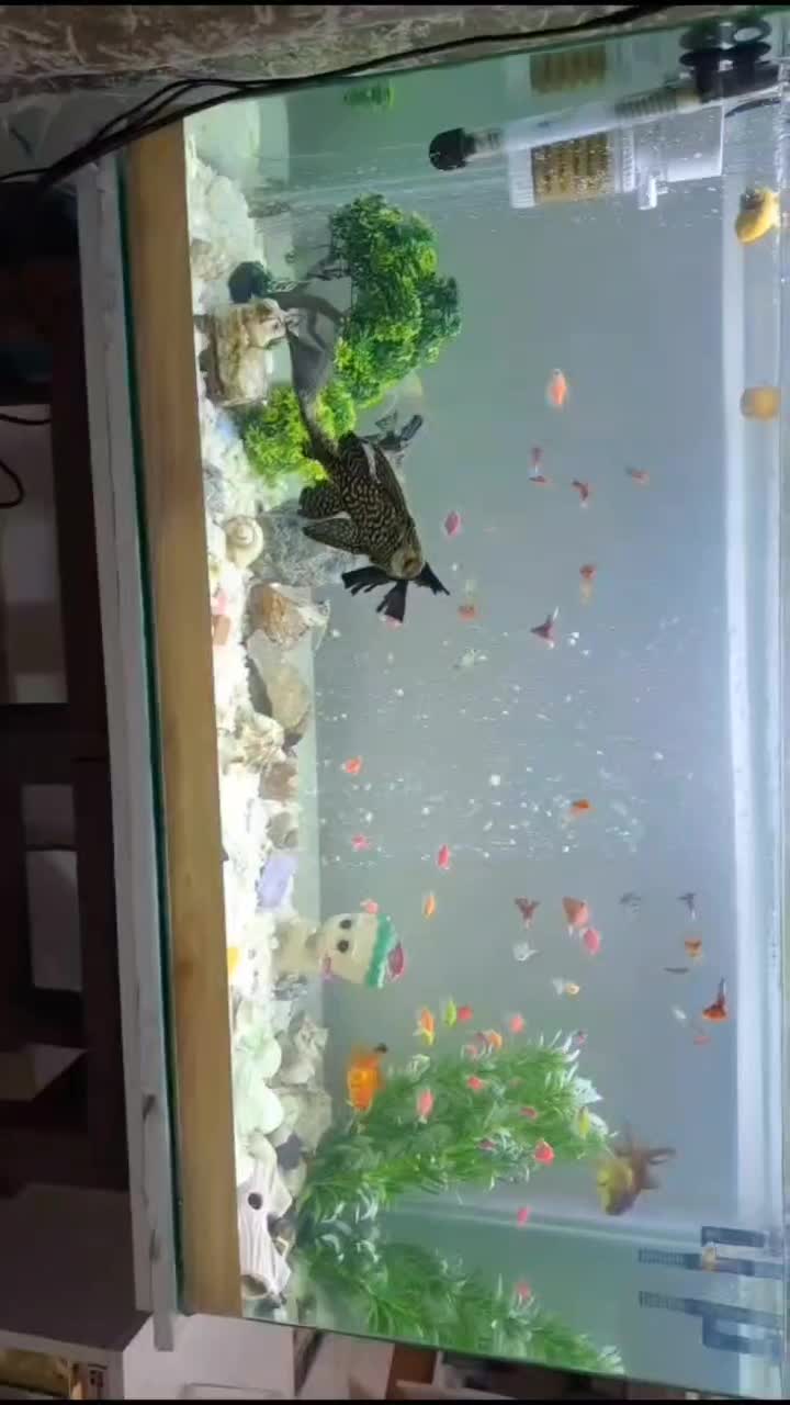 لحن خوار سایز بالای ،25سانت|ماهی|تبریز, |دیوار