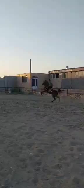 اسب نریان|اسب و تجهیزات اسبسواری|صفادشت, |دیوار