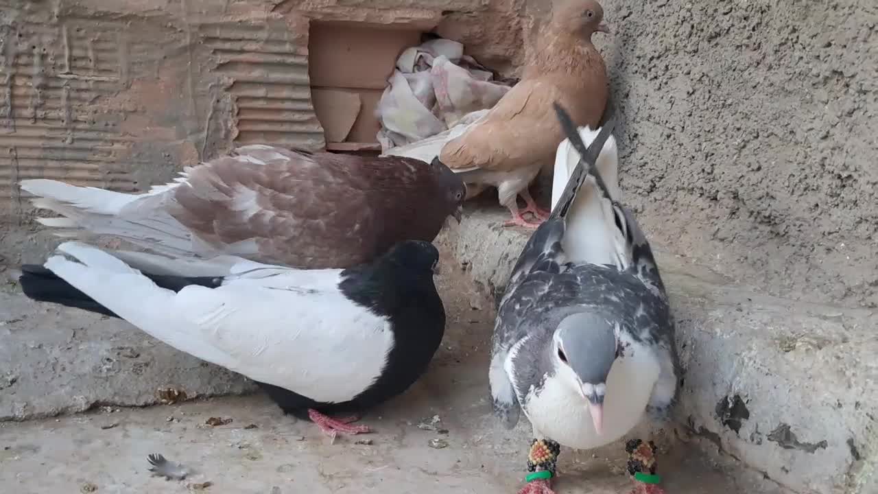 گرفتنی|پرنده|سبزوار, هویزه|دیوار