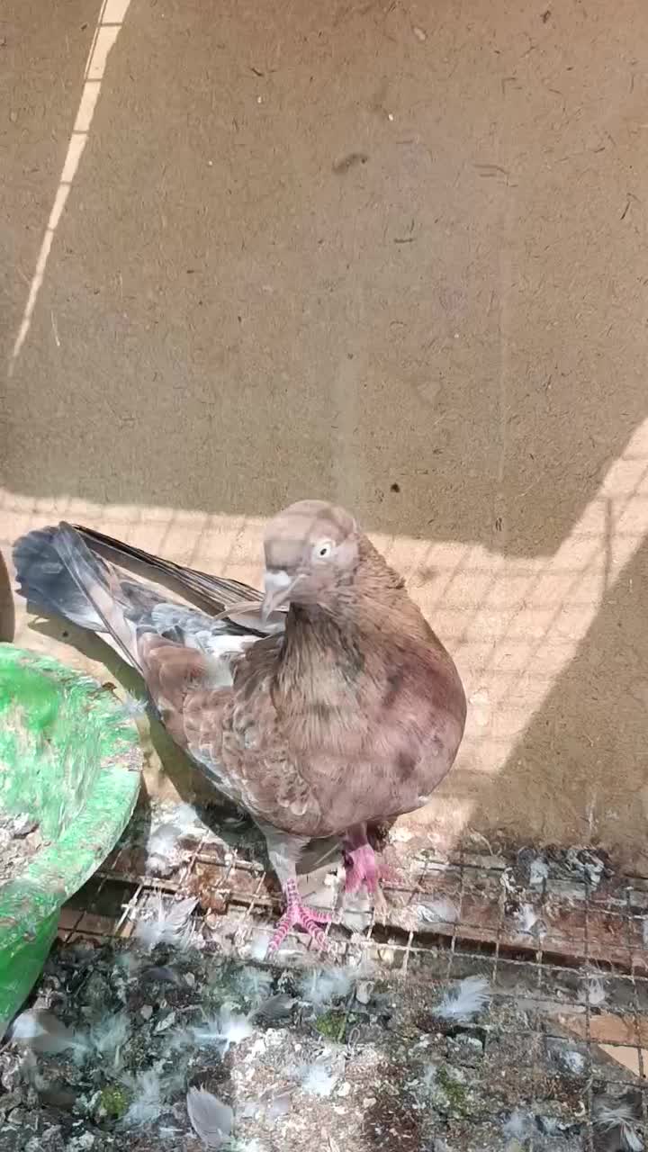 کبوترکلی|پرنده|بندر گناوه, |دیوار