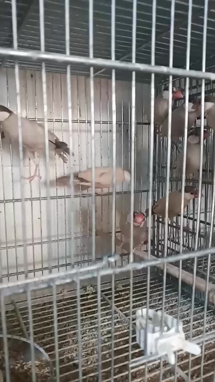 فنچ نرگسی شکلاتی|پرنده|اردبیل, |دیوار