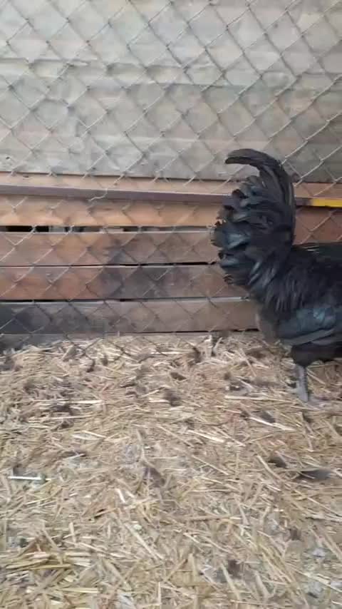 خروس استرالوپ سیاه|حیوانات مزرعه|قزوین, |دیوار