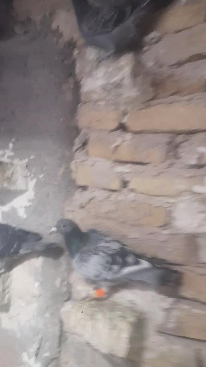 کفتر|پرنده|تربت‌حیدریه, پائین ولایت|دیوار