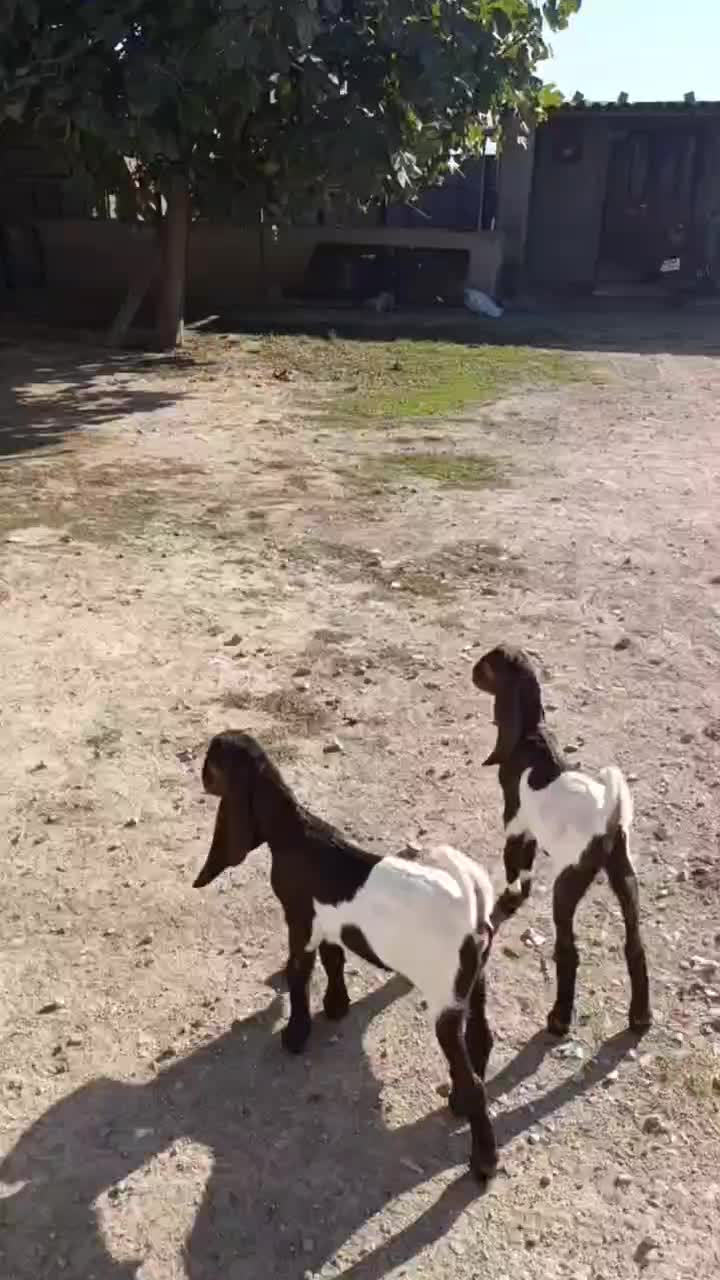 بز و بزغاله|حیوانات مزرعه|سیمین شهر, |دیوار