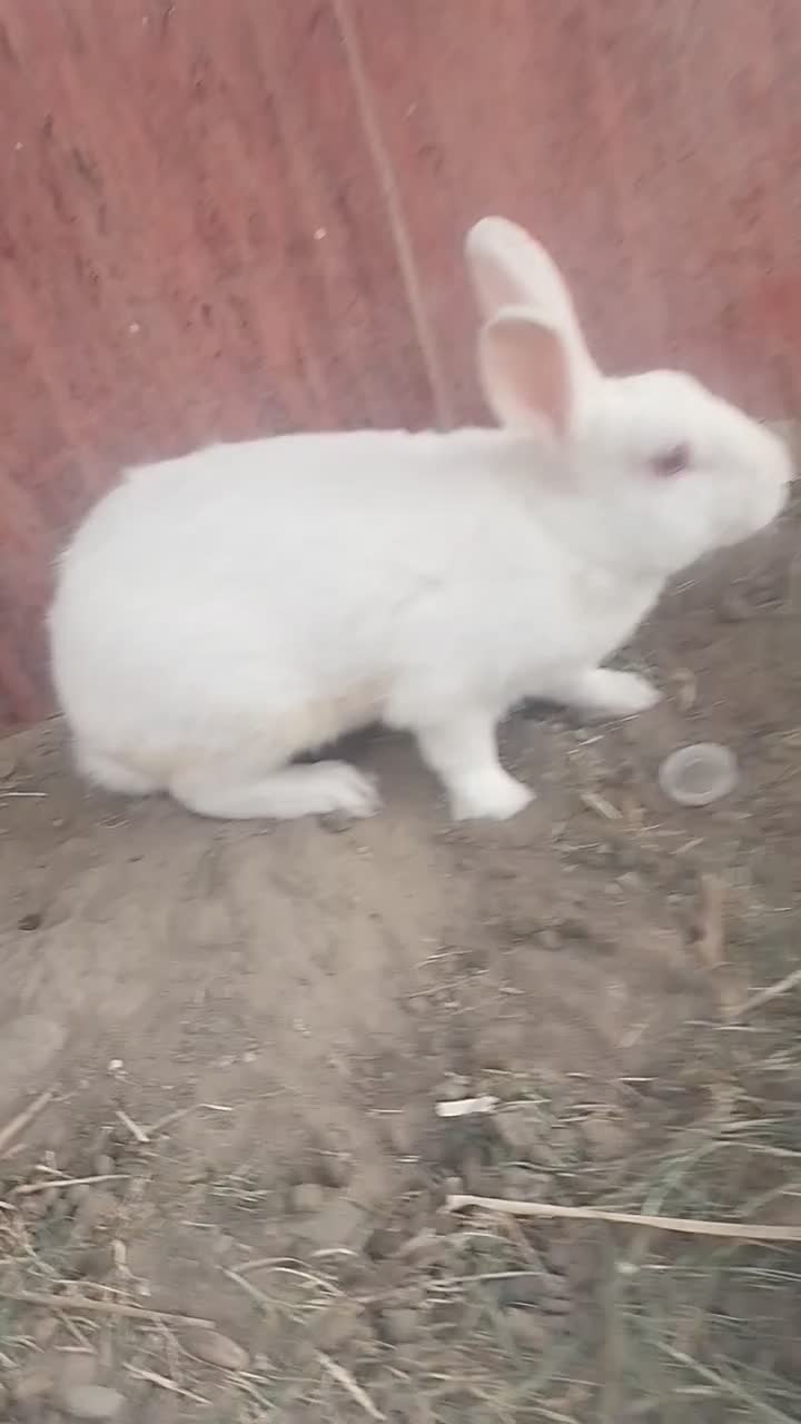 خرگوش سفید|موش و خرگوش|زابل, |دیوار