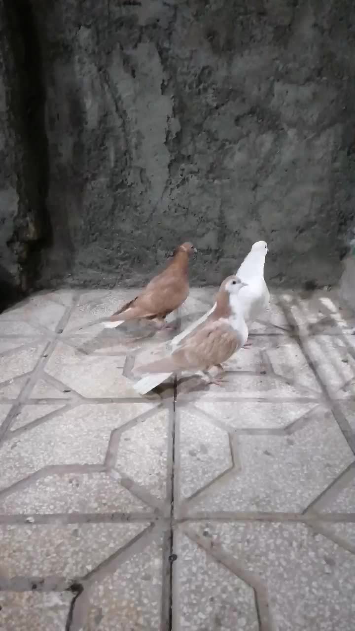 جوانه سده دمبی|پرنده|سبزوار, امیر کبیر|دیوار