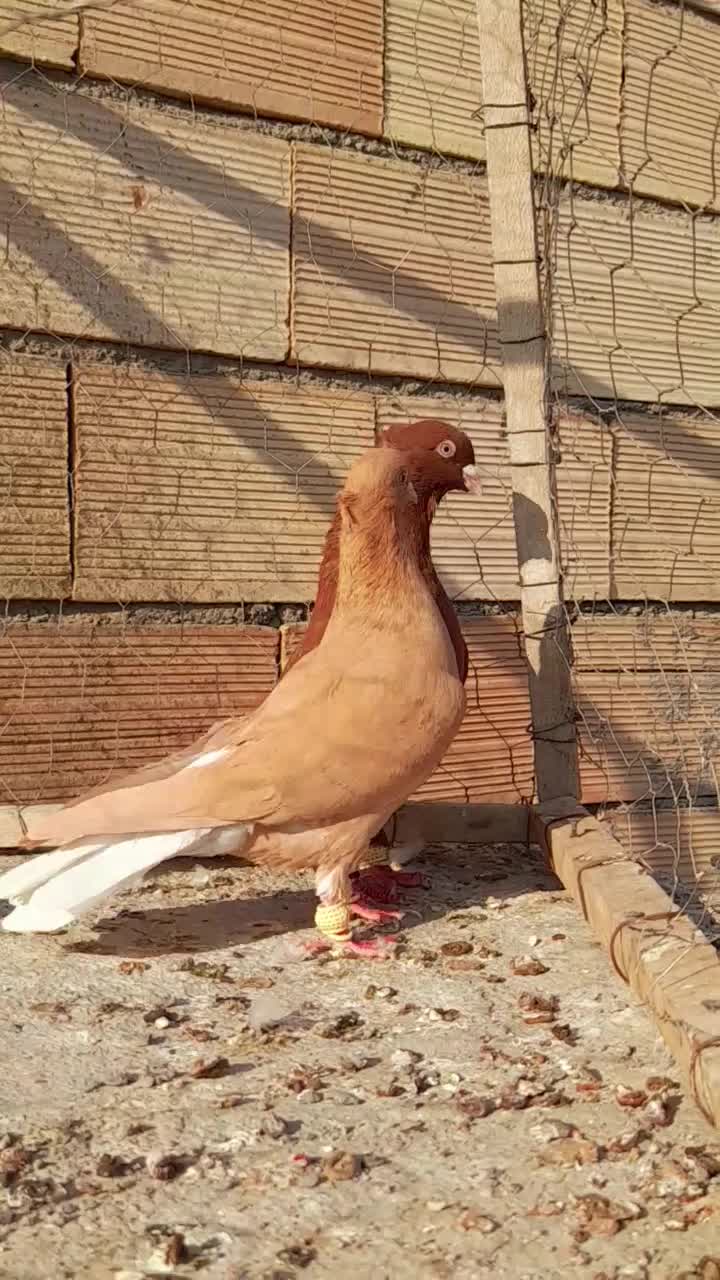 نروماده سرخ دم سفید زرد دم سفید اس اس|پرنده|مشهد, انقلاب|دیوار