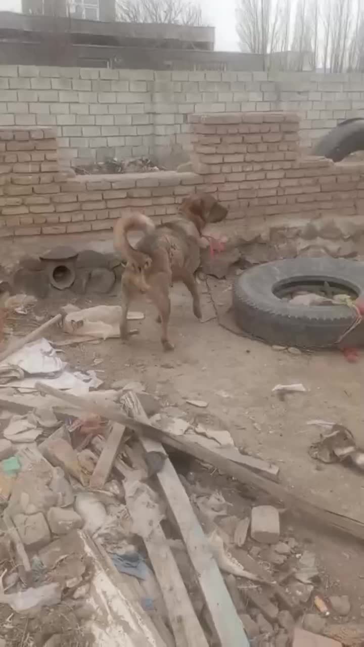 ماده عراقی (پژدر)|سگ|اهر, |دیوار