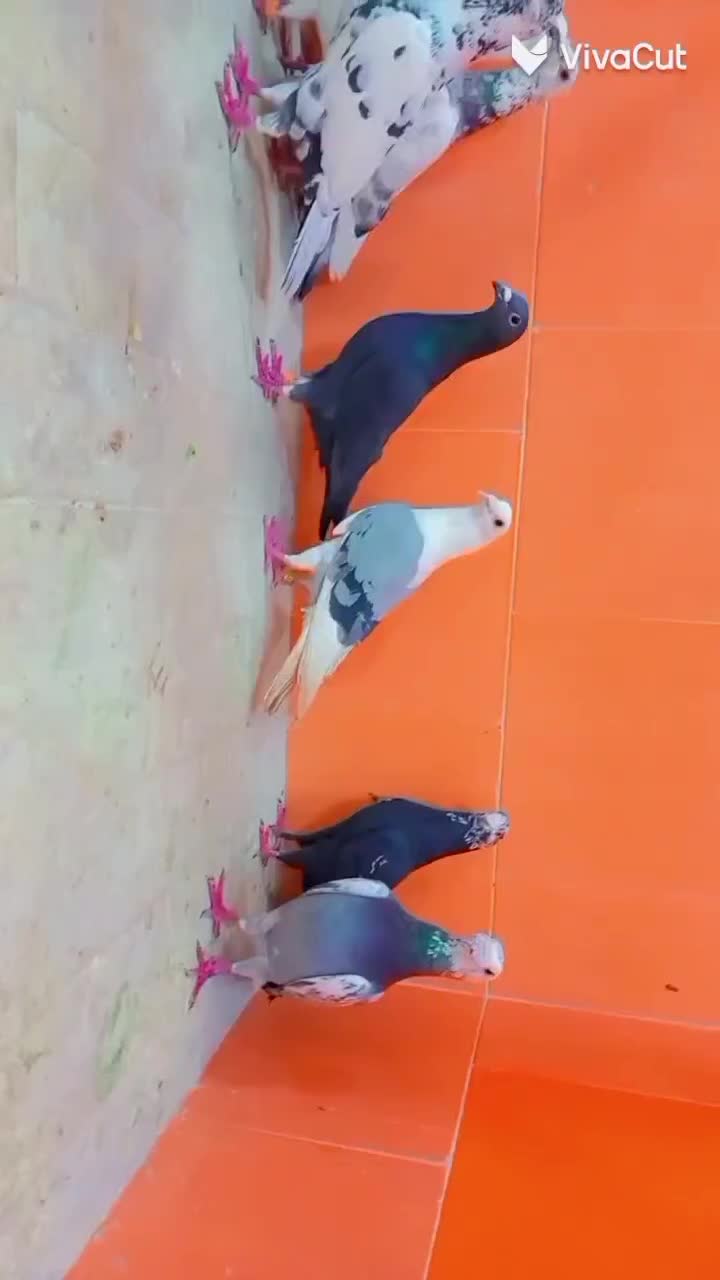 دسته‌کفتر|پرنده|یزد, |دیوار