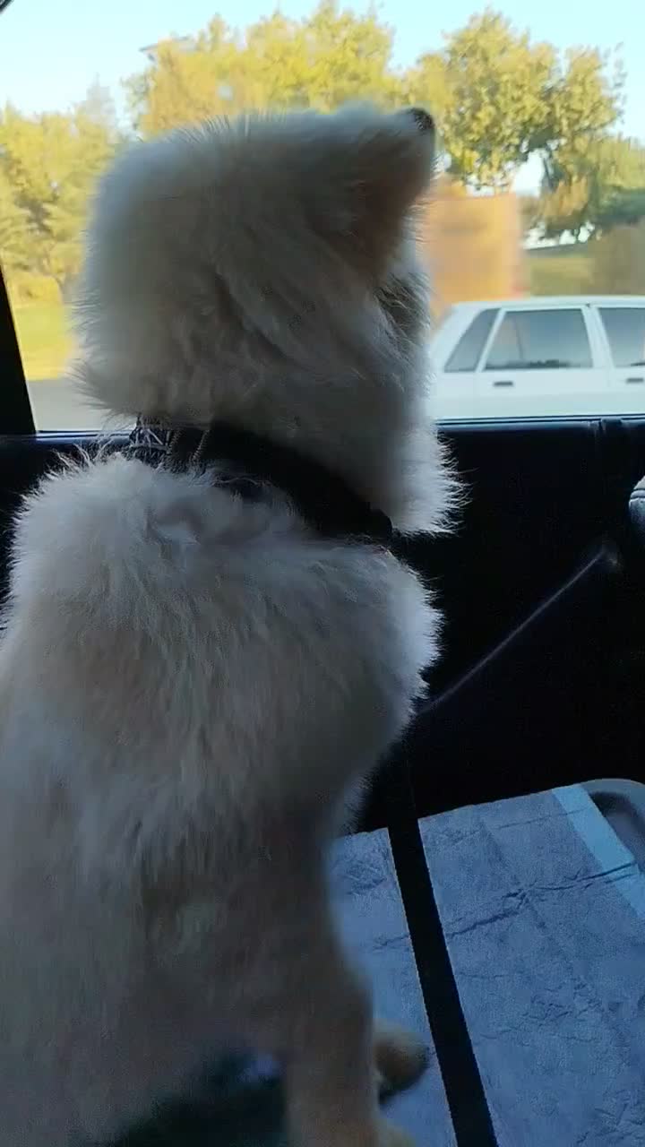 توله چاو چاو 4ماهه|سگ|بروجن, |دیوار