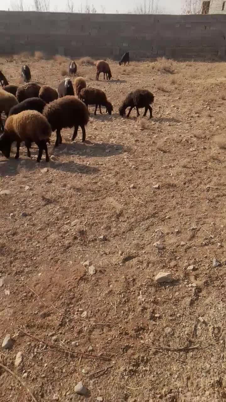 شیشک|حیوانات مزرعه|هشتگرد, اردهه|دیوار