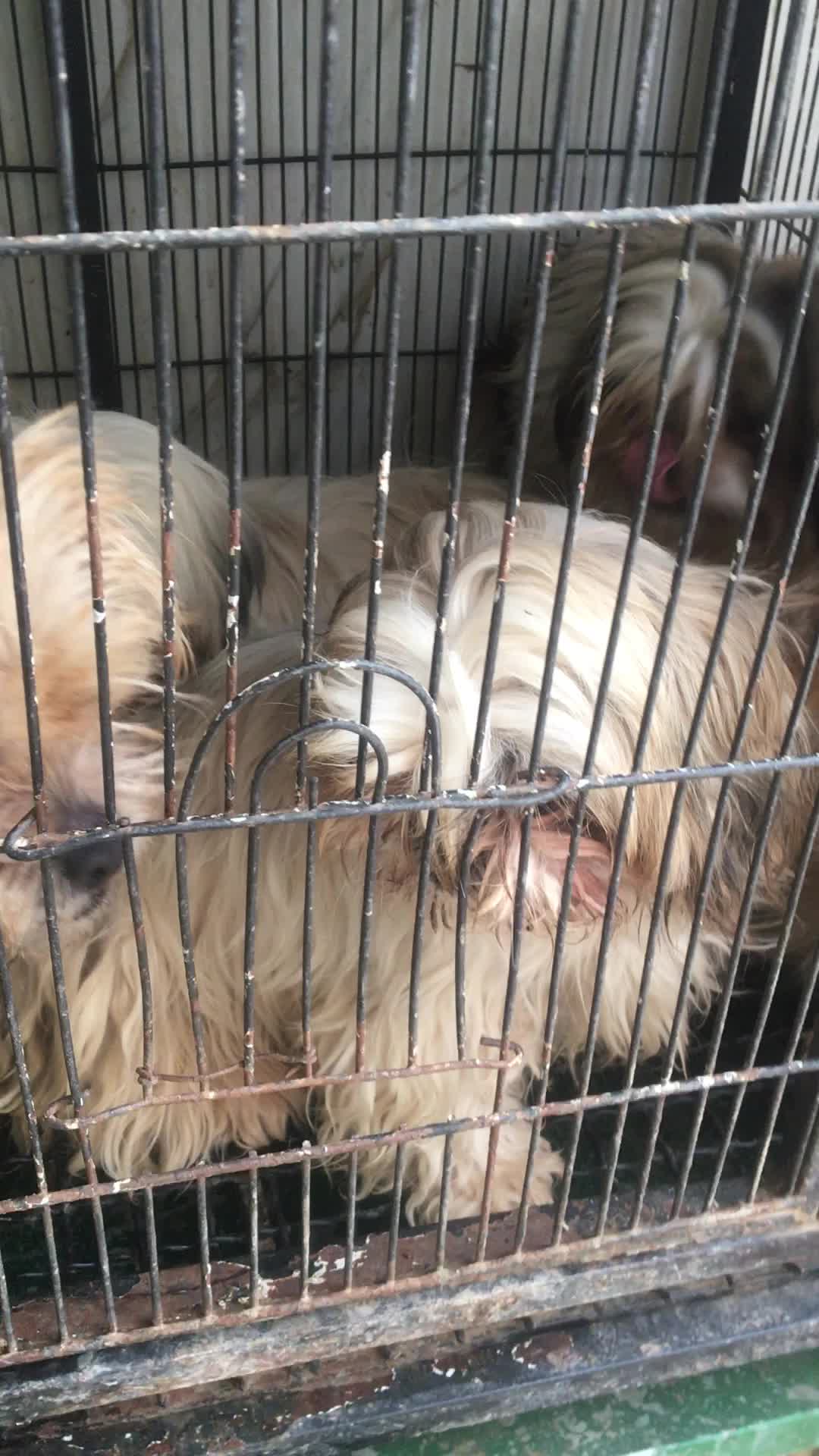 سگ شیتزو|سگ|قزوین, |دیوار