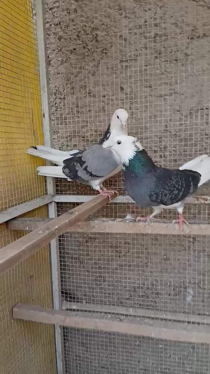 کبوتر پرشی ابلغ|پرنده|کهریزک, |دیوار