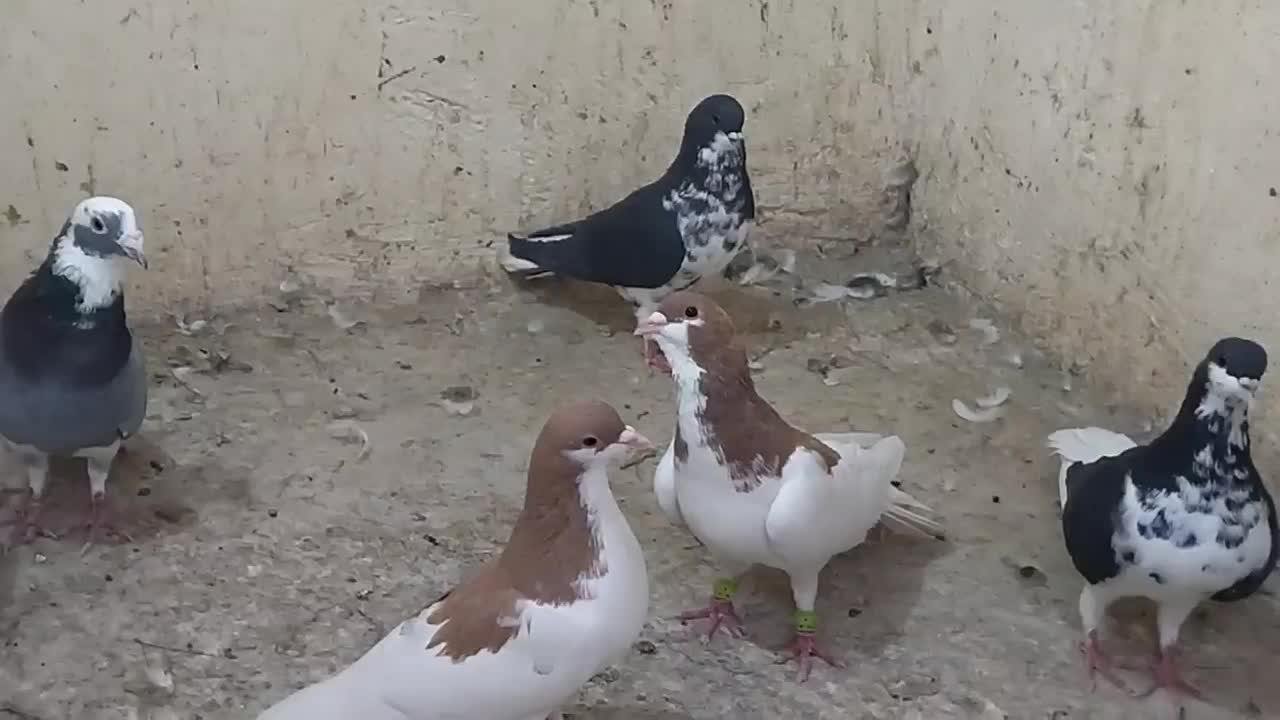 کبوتر|پرنده|شیراز, باجگاه|دیوار