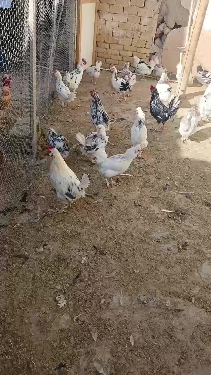 فروش مرغ و دستگاه جوجه کشی|حیوانات مزرعه|اصفهان, نقش جهان|دیوار