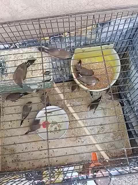 فنچ|پرنده|بم, |دیوار