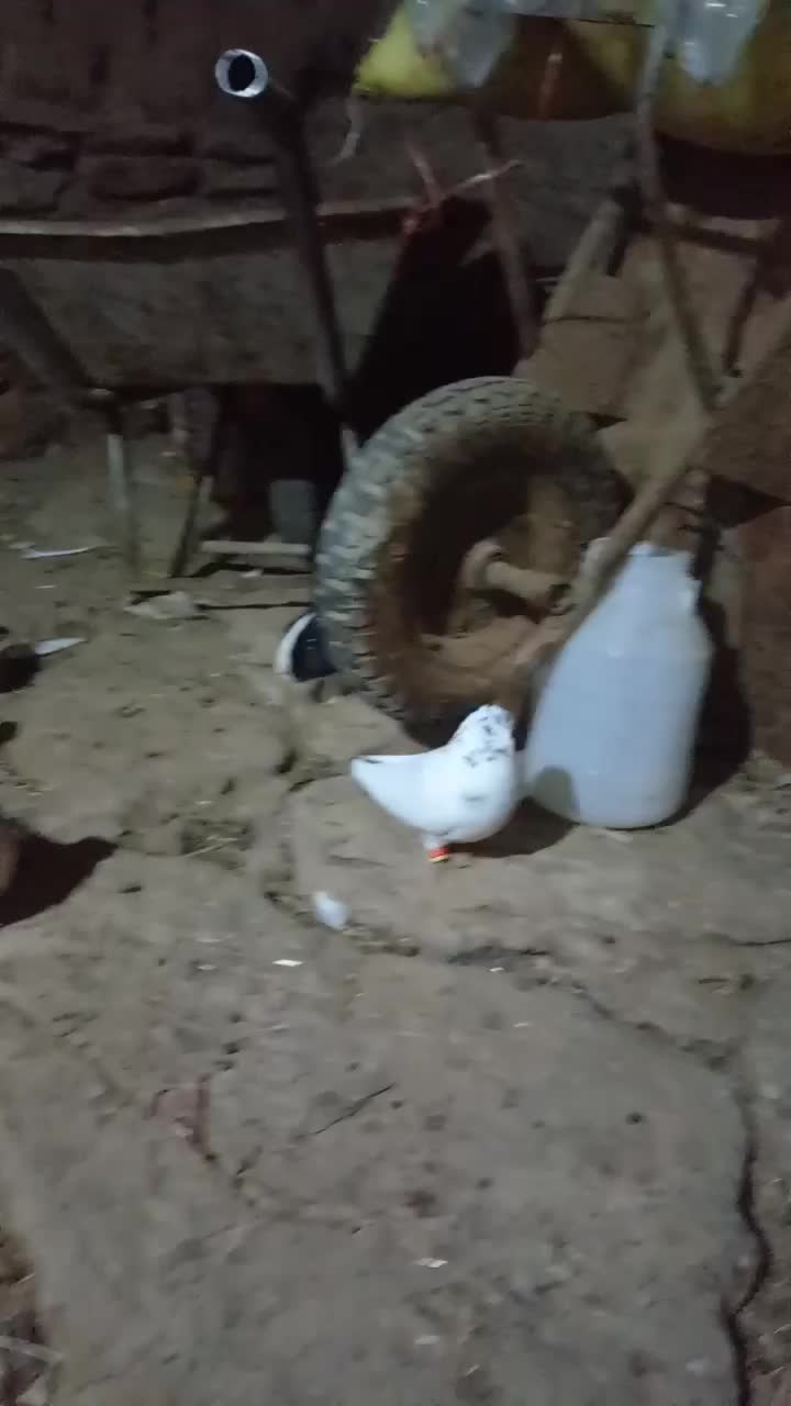 فروش کبوتر طوق|پرنده|مریوان, |دیوار