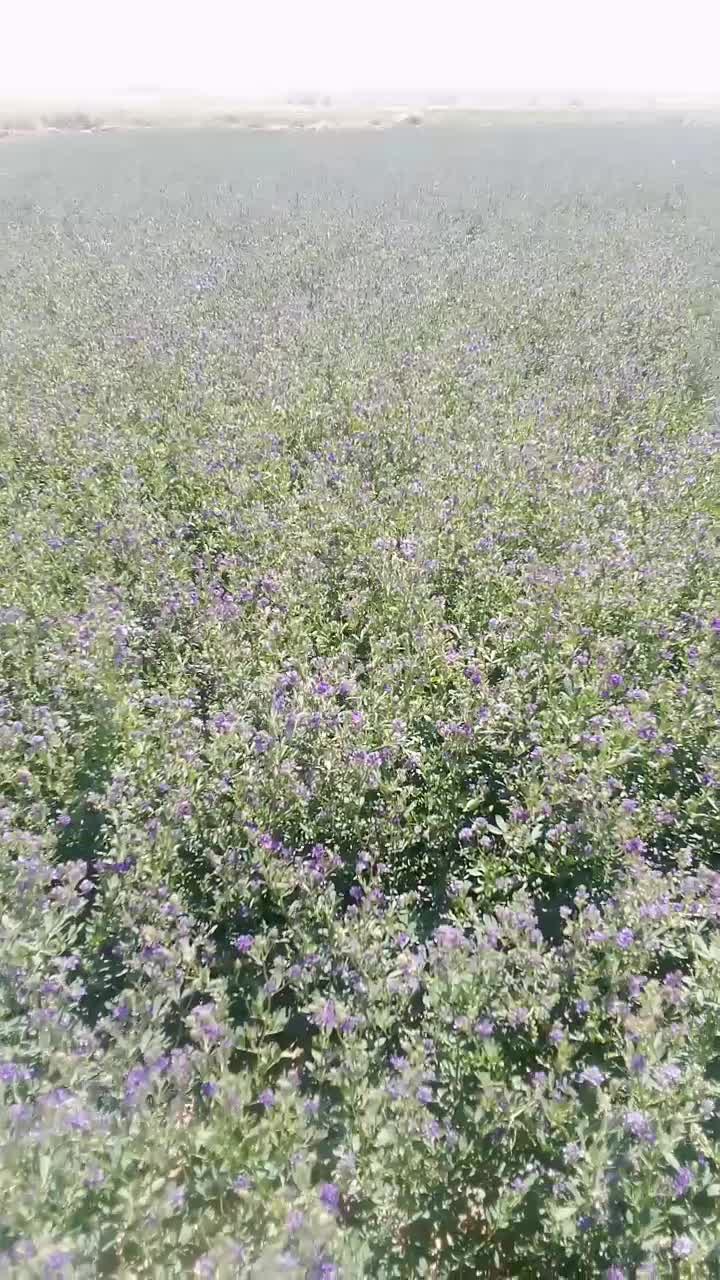 یونجه|حیوانات مزرعه|مشهد, توس فردوسی|دیوار