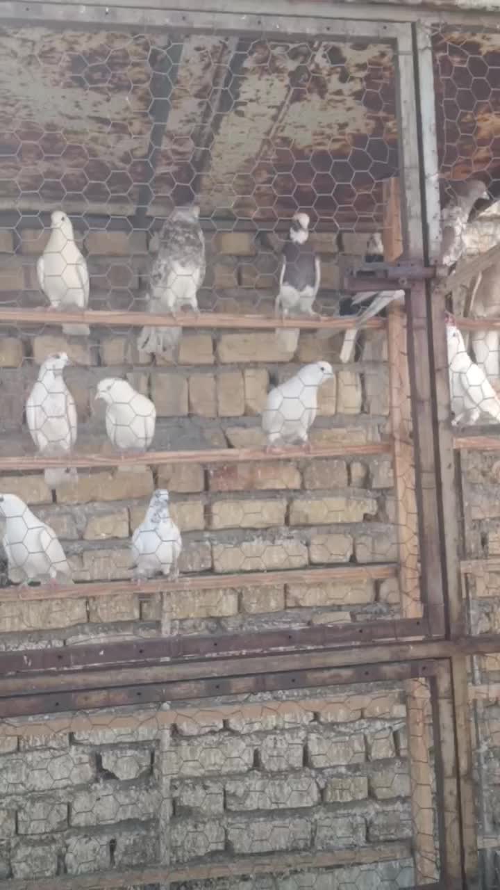 پرنده|پرنده|زنجان, |دیوار