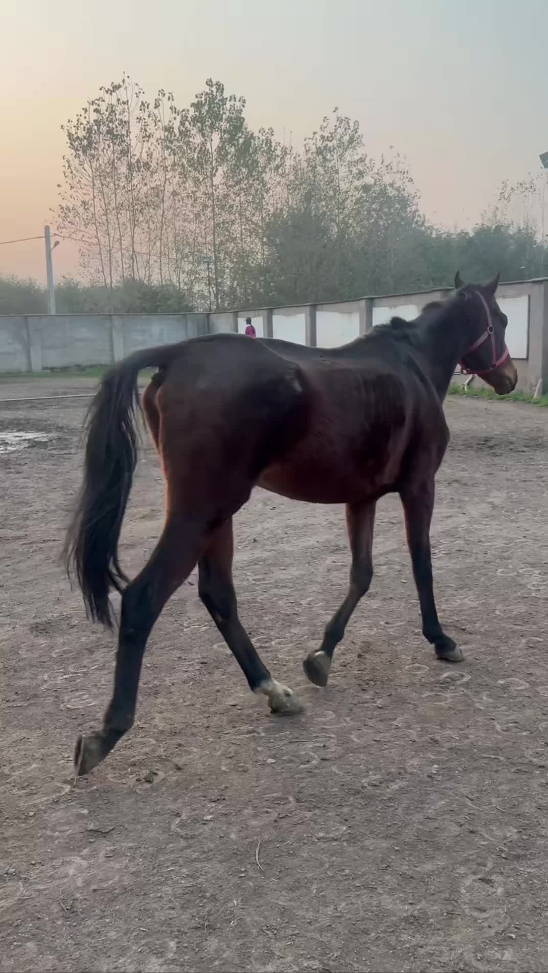 اسب نریون تروبرد ۷ ساله|اسب و تجهیزات اسب‌سواری|رشت, کوی بیانی|دیوار