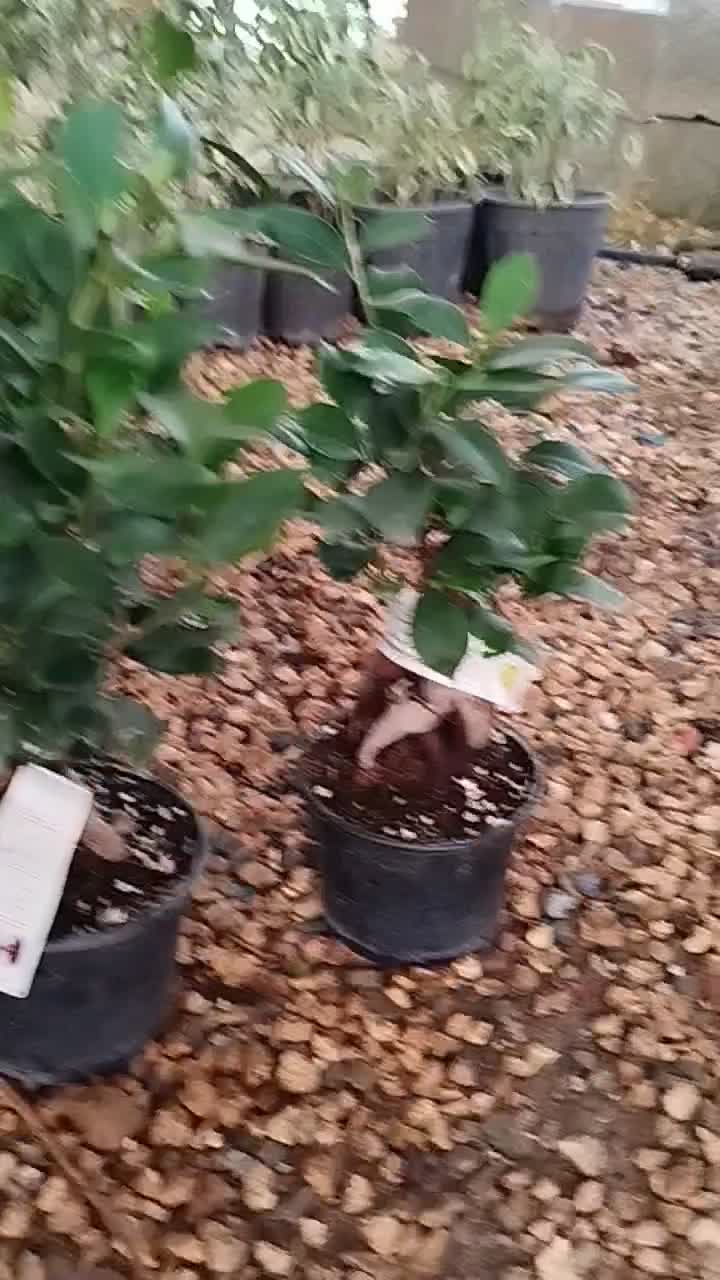 بونسای زیبای جینسینگ|گل و گیاه طبیعی|اصفهان, زاجان|دیوار