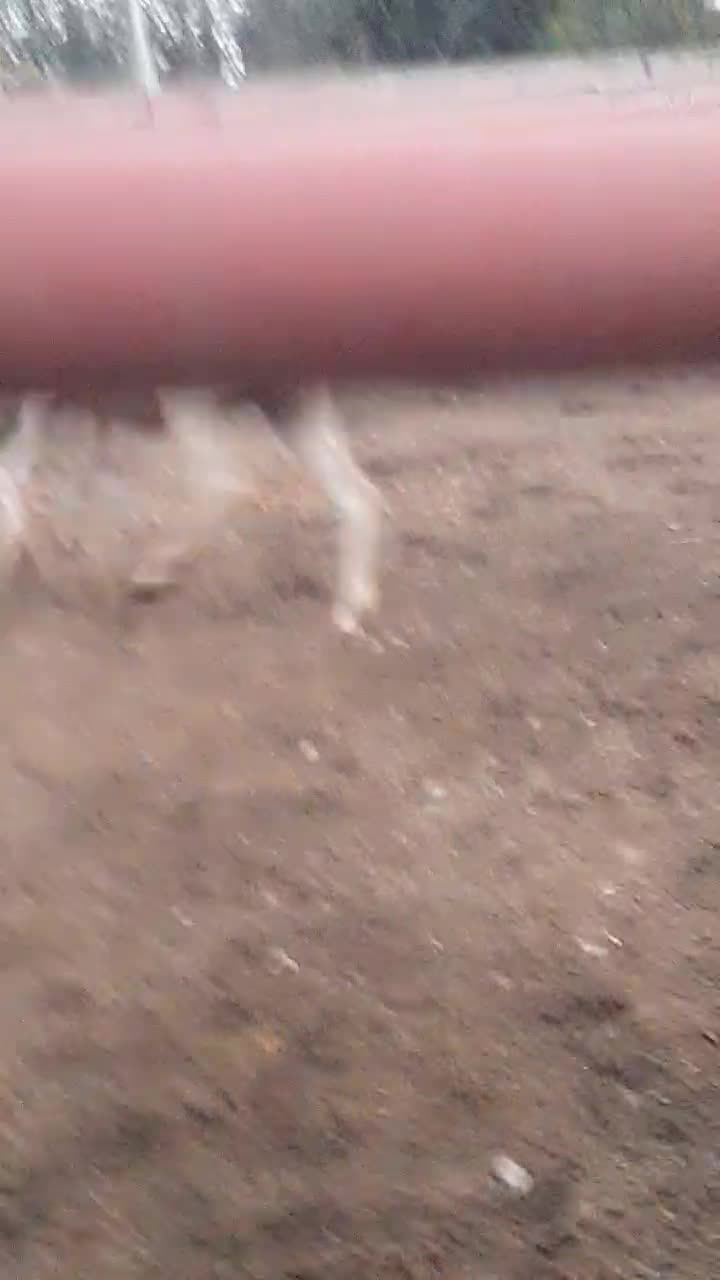 مادیان اسب بااصالت همرا بامحل نگهداری وآموزش سواری|اسب و تجهیزات اسب‌سواری|تنکابن, |دیوار