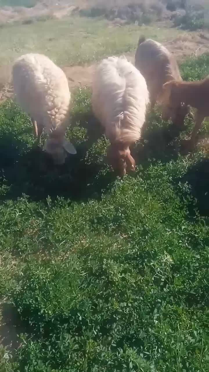 میش و بز داشتی|حیوانات مزرعه|اسفراین, |دیوار