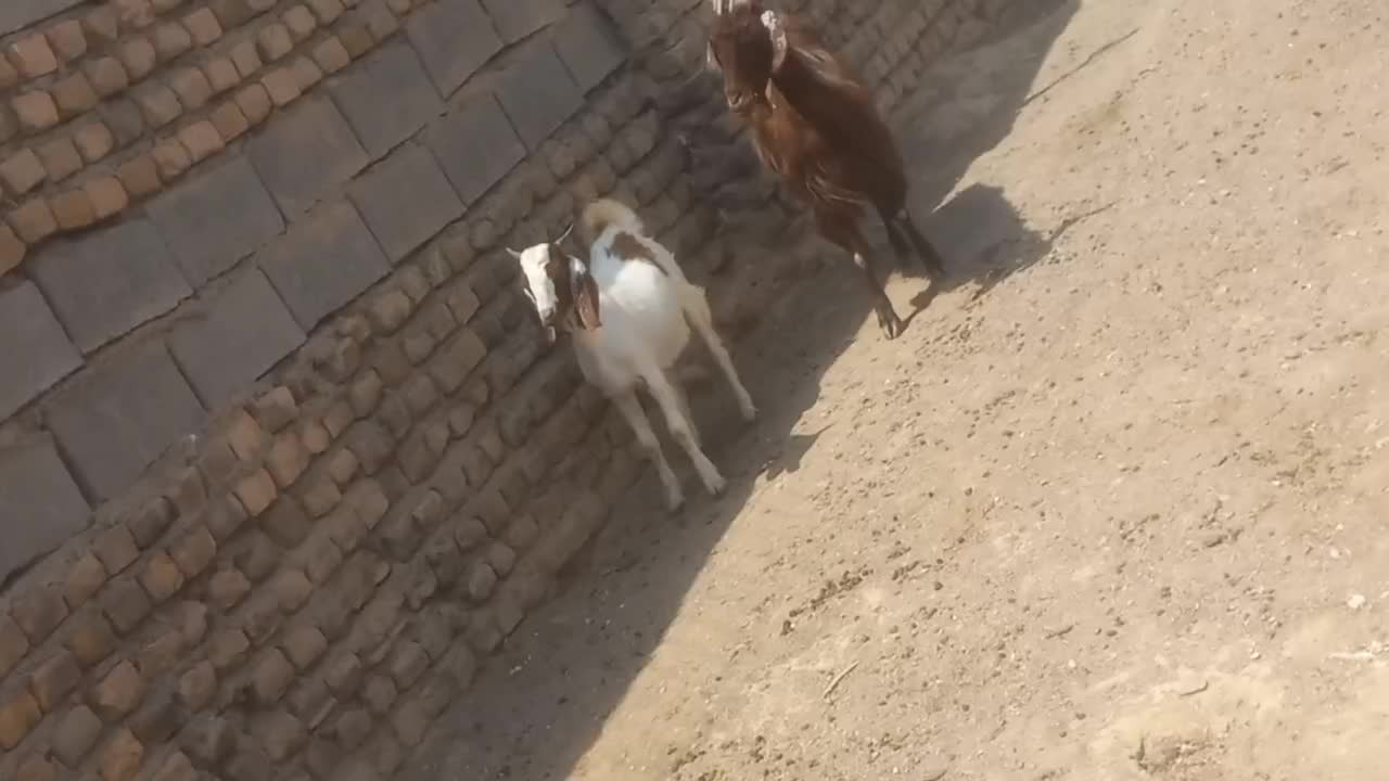 بزه|حیوانات مزرعه|گناباد, |دیوار