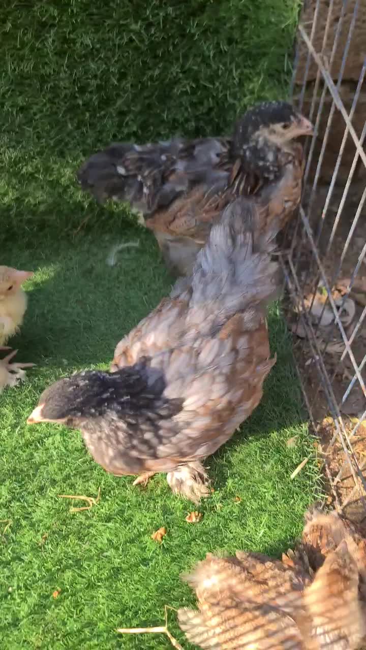 فروش برهمای پورسلن|حیوانات مزرعه|سورک, |دیوار