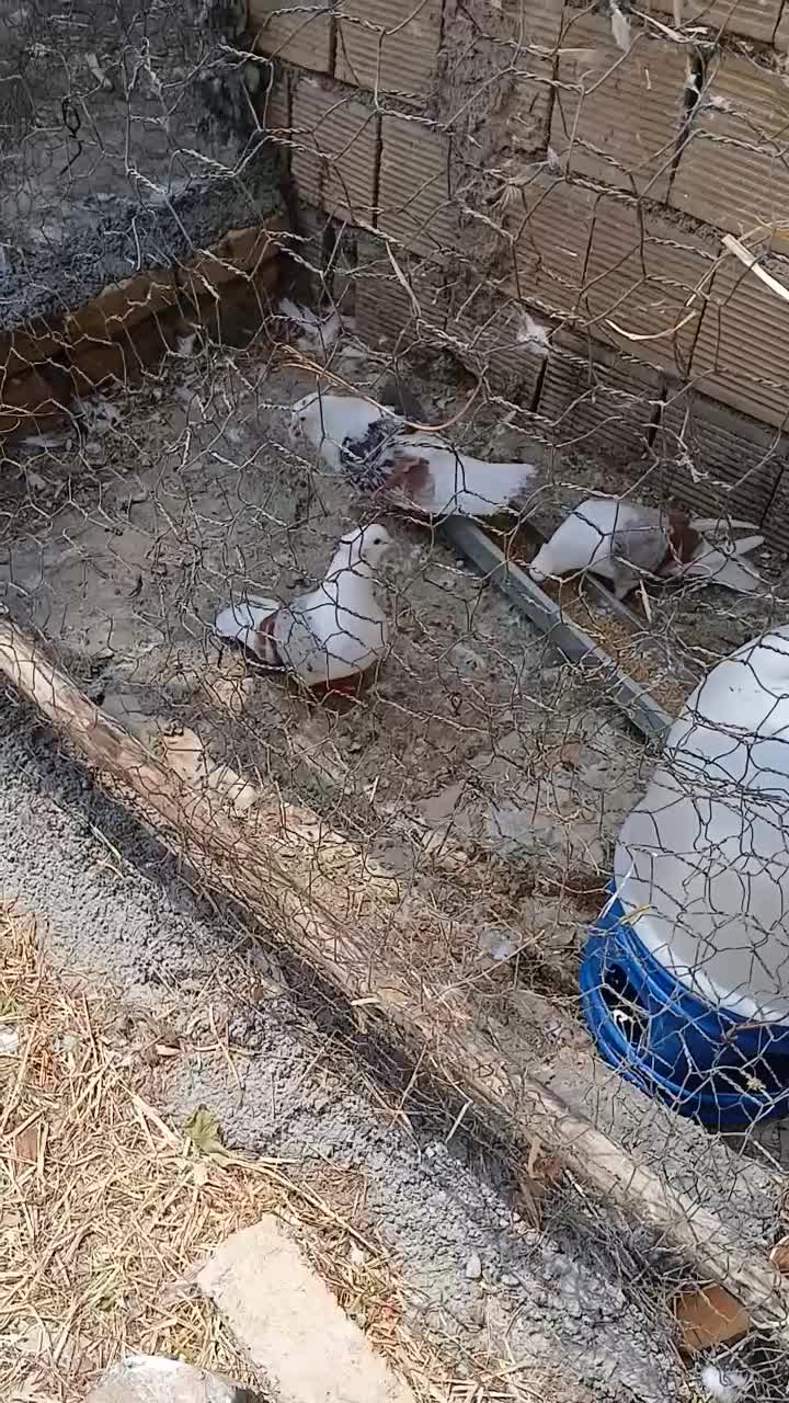 کبوتر خوشونع عقیقه|پرنده|چگنی, |دیوار