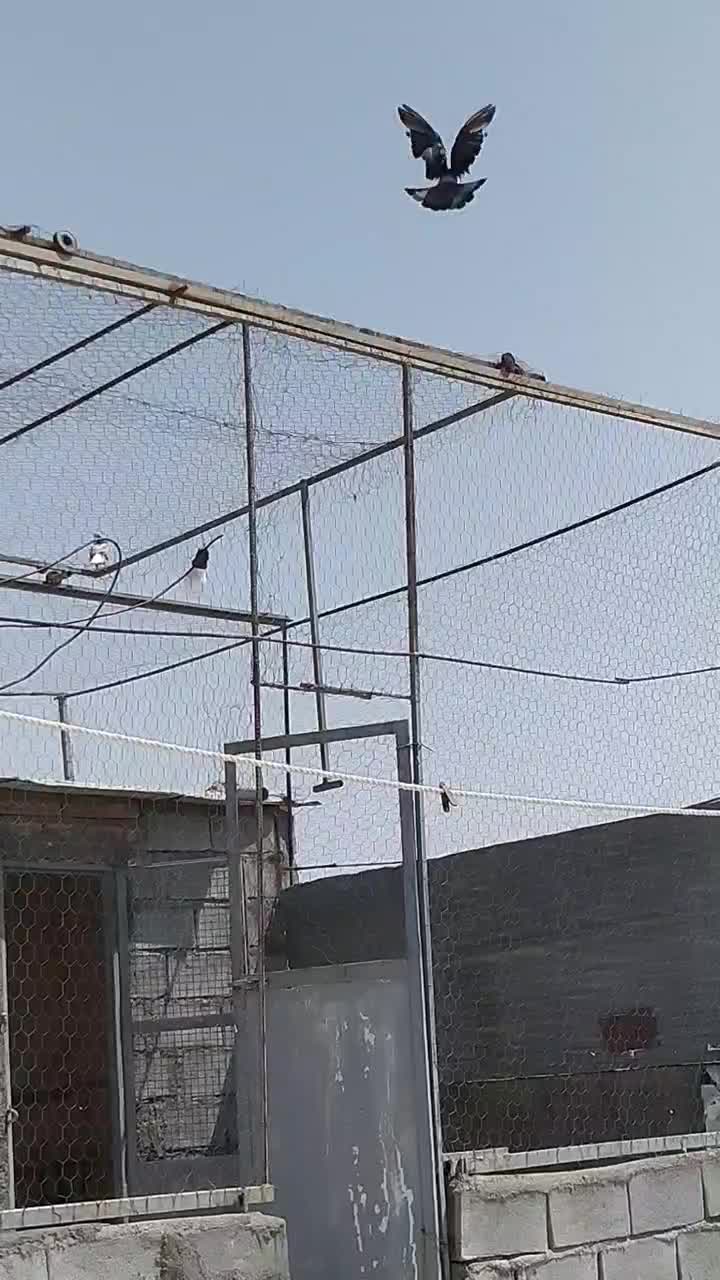چند جفت کفتر پرشی واقعی خوب|پرنده|شاهین دژ, |دیوار