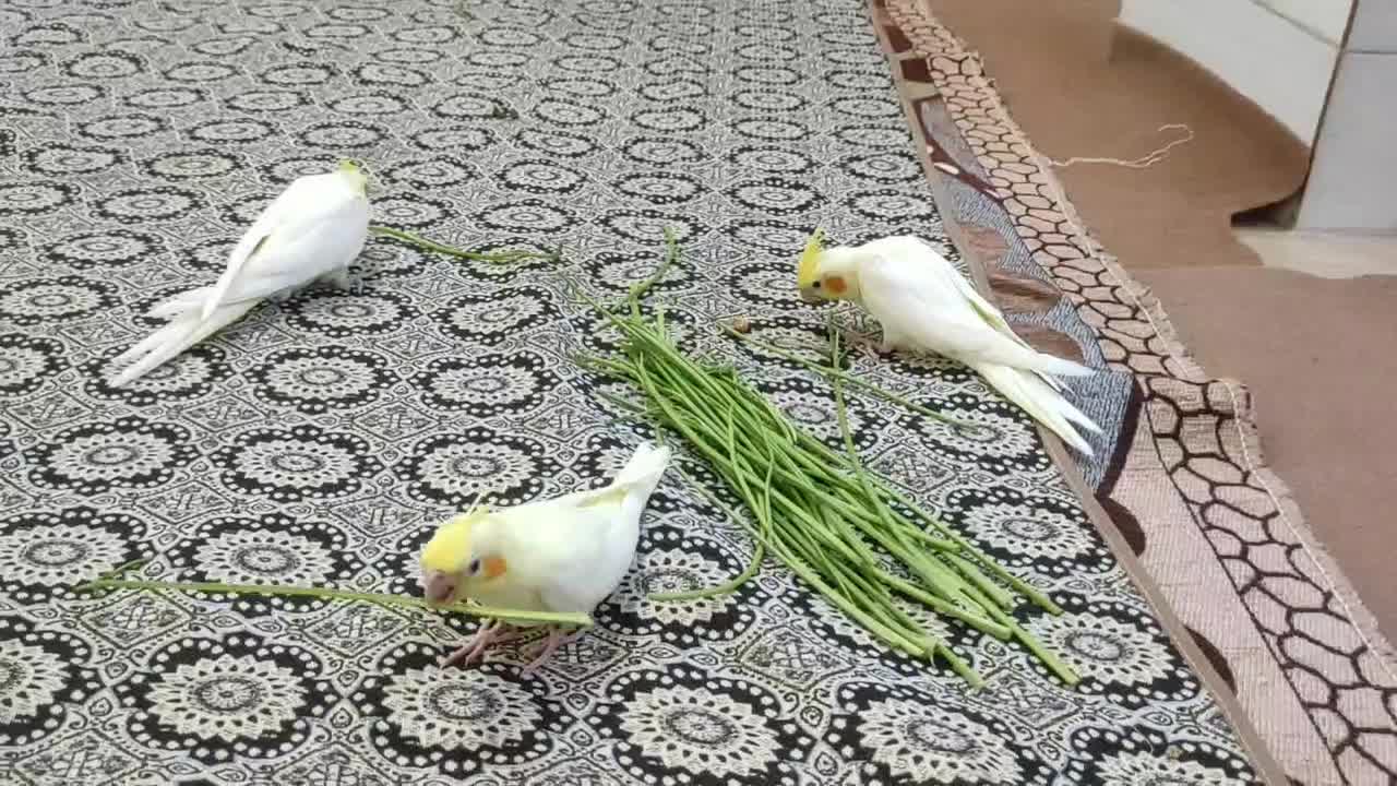 جوجه عروس|پرنده|اردکان, |دیوار