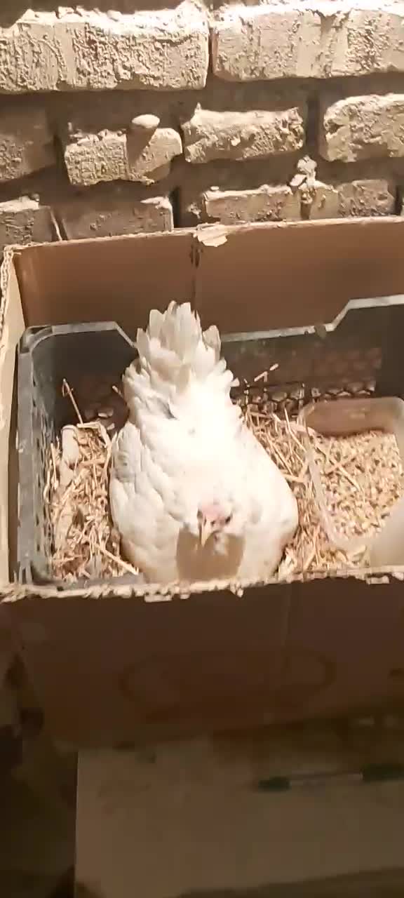 جوجه گلین|حیوانات مزرعه|یزد, |دیوار