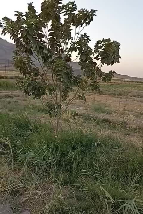 باغچه|فروش دفتر صنعتی، کشاورزی، تجاری|قم, زاویه|دیوار