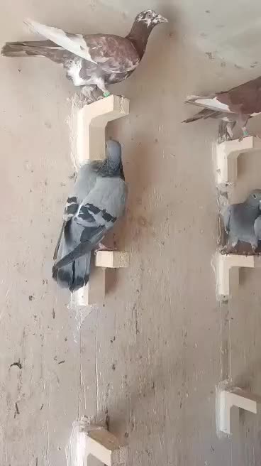 کبوتر جوجه نرو ماده فسا پلاکی|پرنده|شیراز, لاله|دیوار