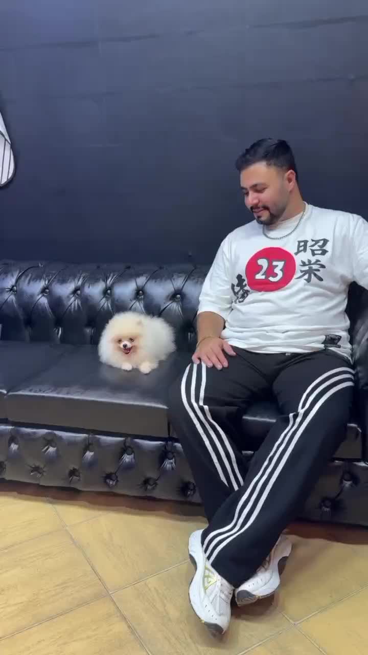 پامر ، شیتزو|سگ|رشت, سعدی (تختی)|دیوار