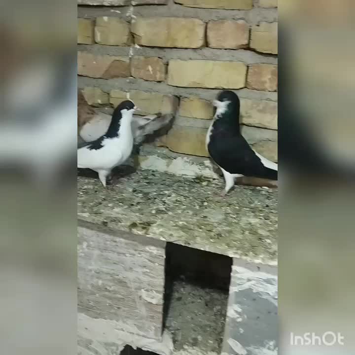 کفتر پرنده|پرنده|قزوین, |دیوار