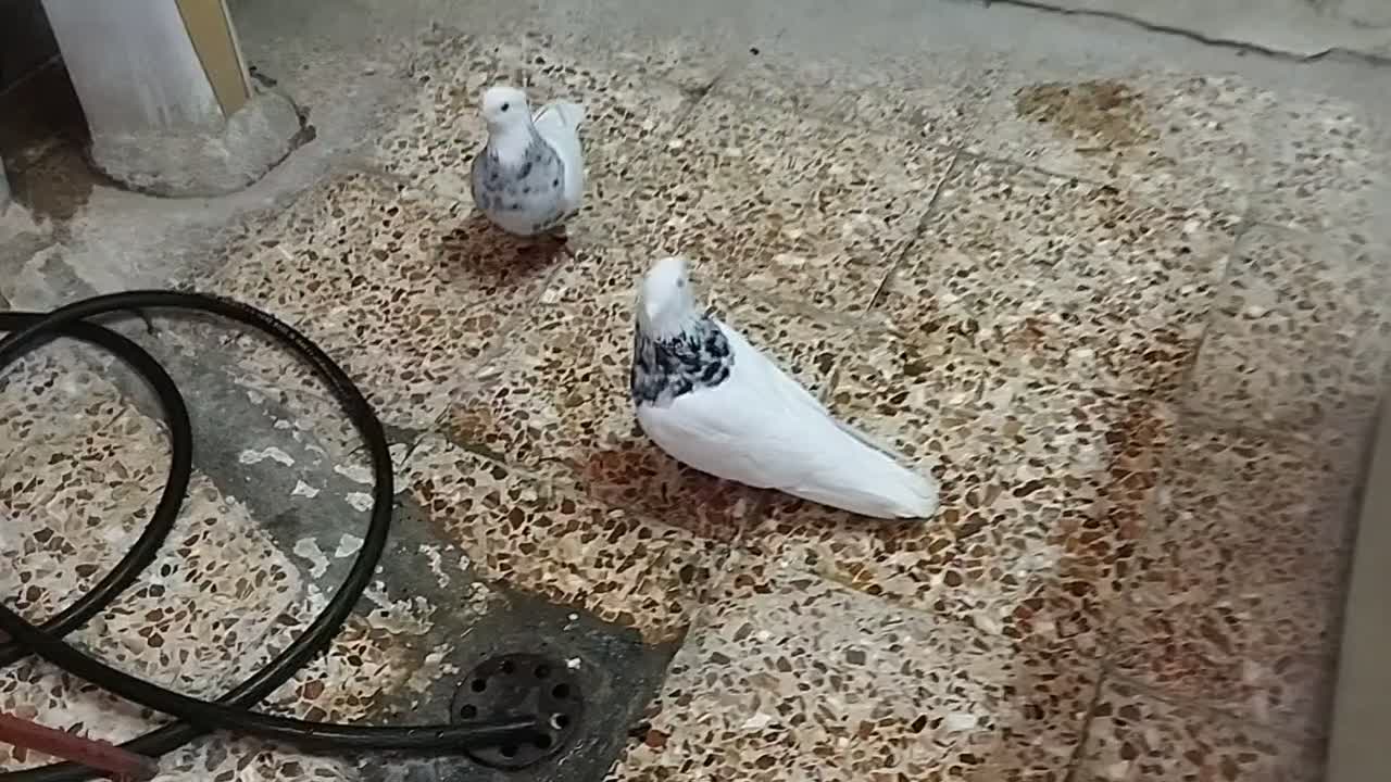 طوقی|پرنده|کرج, مهرویلا شمالی|دیوار