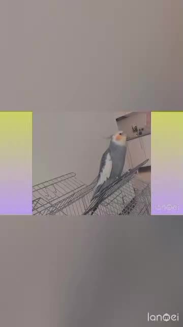 عروس هلندی نر|پرنده|اراک, |دیوار