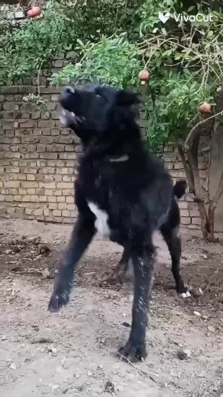 نر چل|سگ|مبارکه, |دیوار