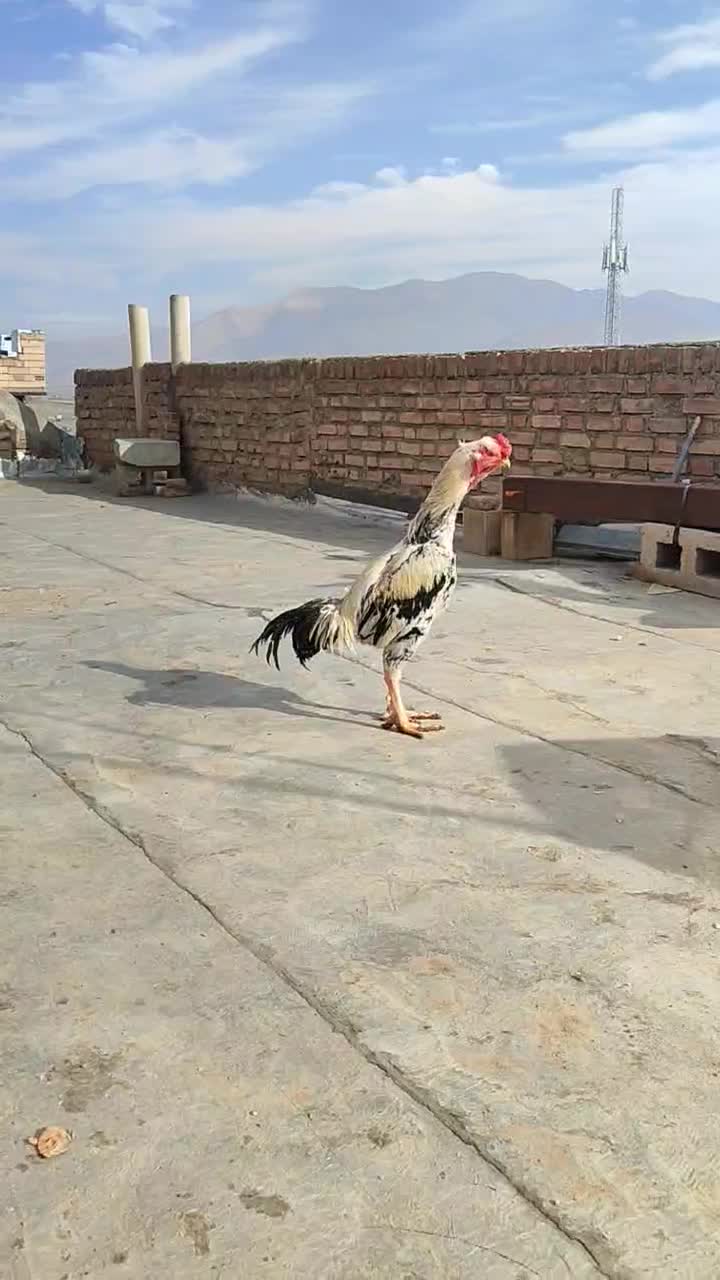 جوجه12ماهه زیبا|حیوانات مزرعه|مریوان, |دیوار