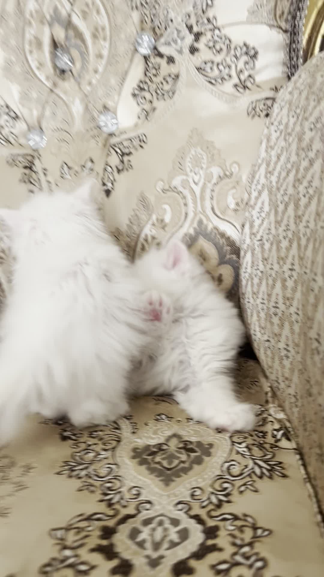 گربه پرشین|گربه|خرمدره, |دیوار