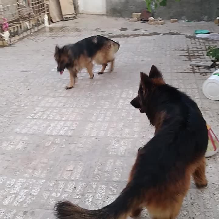 نر ژرمن شولاین|سگ|تربتحیدریه, منظر|دیوار