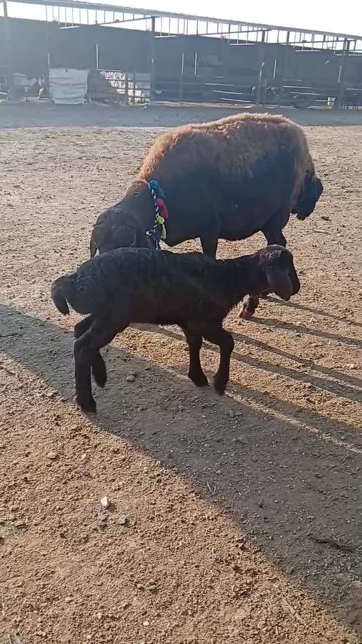 فروش میش بره دار و آبس|حیوانات مزرعه|گنبد کاووس, |دیوار