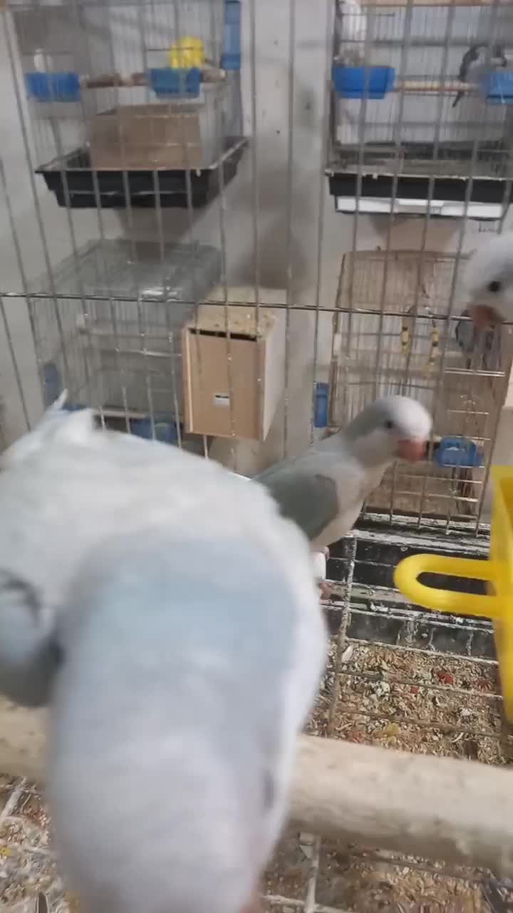 راهب فول دستی|پرنده|کاشان, فاز ۲ ناجی آباد|دیوار