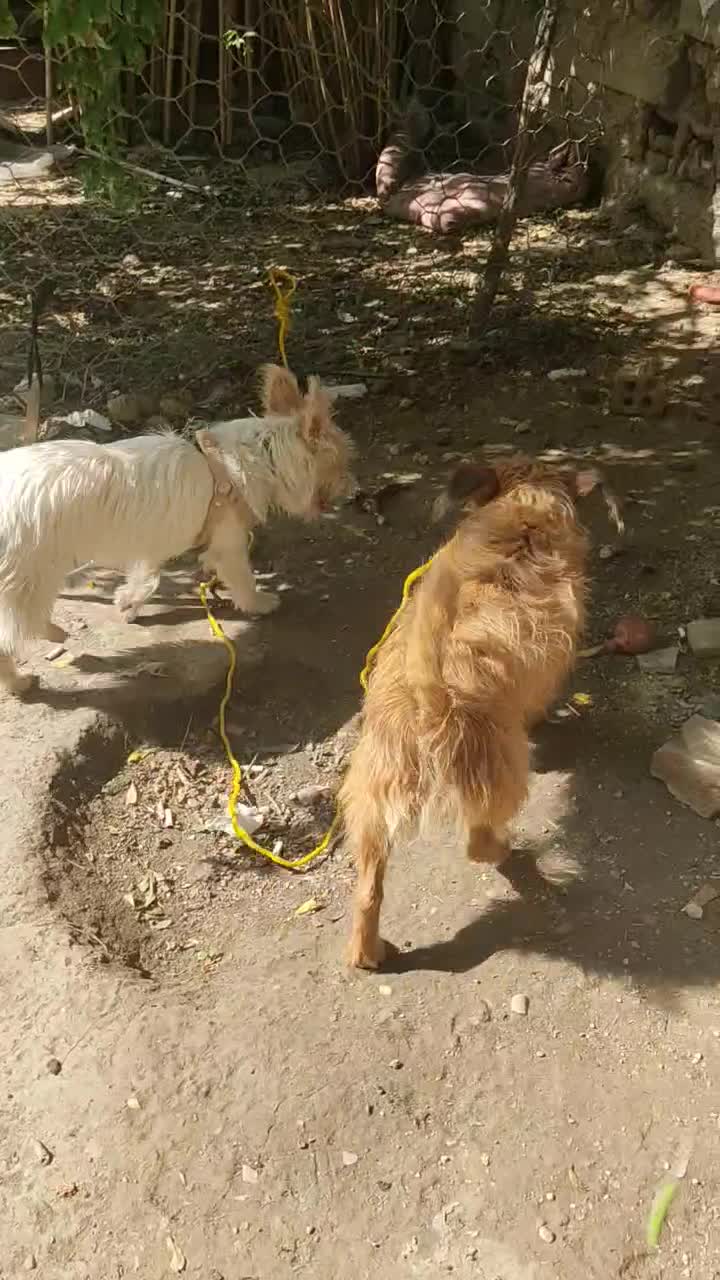 سگ پاکوتاه تریر تربیت شده ،حفت نرو ماده|سگ|کلاله, |دیوار