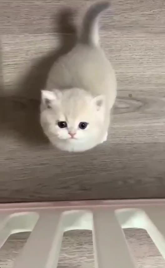 مجموعه میوهاپ/ خرید گربه برتیبش و اسکاتیش و پرشین|گربه|مشهد, سجاد شهر|دیوار