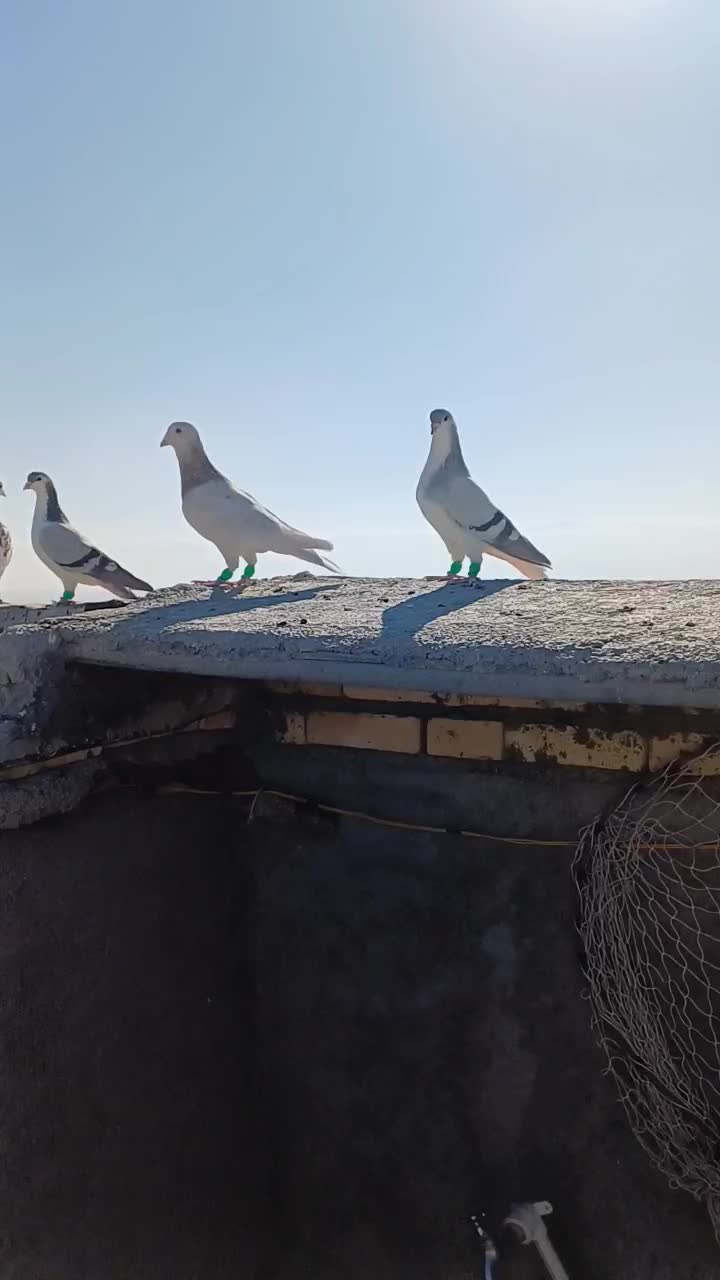 کبوتر بوم|پرنده|مشهد, امیریه|دیوار