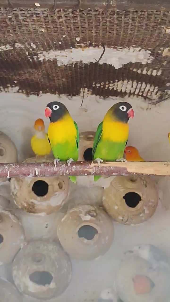 جفت کوتوله یقه زرد|پرنده|گله دار, |دیوار