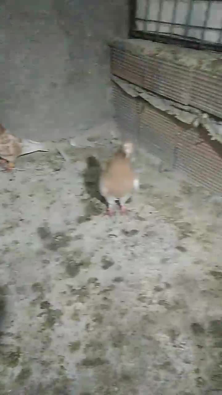 کبوتر|پرنده|جغتای, |دیوار